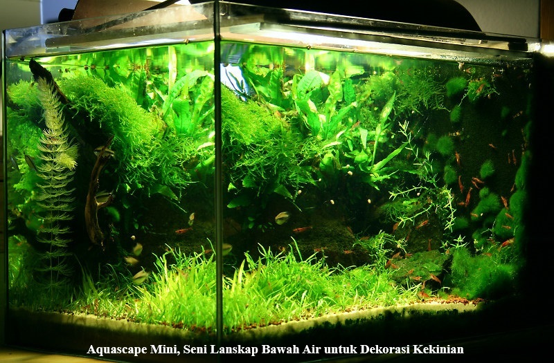 Aquascape Mini, Seni Lanskap Bawah Air untuk Dekorasi Kekinian