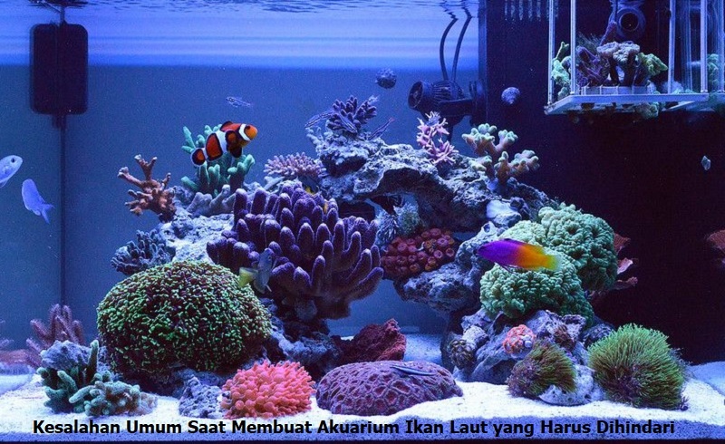 akuarium ikan laut